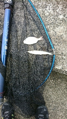 源一郎の鱗付けしたくて…超満員のマリーナ(*_*)