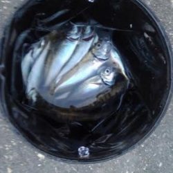 アジ一本狙い！！