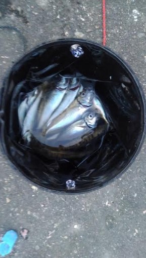 アジ一本狙い！！