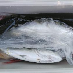 泉州丸　釣果　訂正お願いしますm(__)m