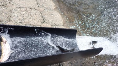 フィッシングレイクたかみや 釣果