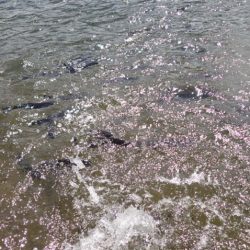 フィッシングレイクたかみや 釣果