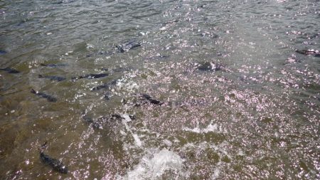 フィッシングレイクたかみや 釣果