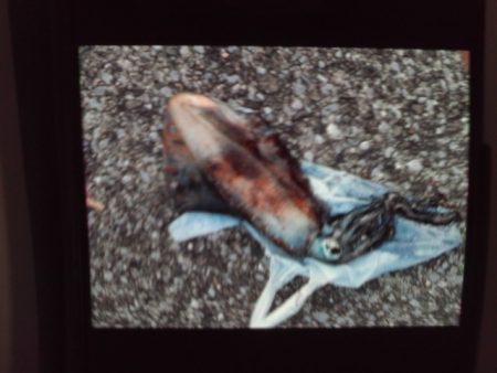 こかわ渡船　雅丸 釣果