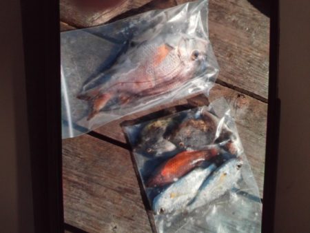 こかわ渡船 雅丸 釣果