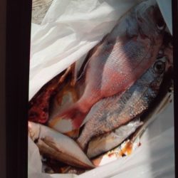 こかわ渡船 雅丸 釣果