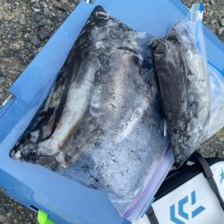 あみや渡船 釣果