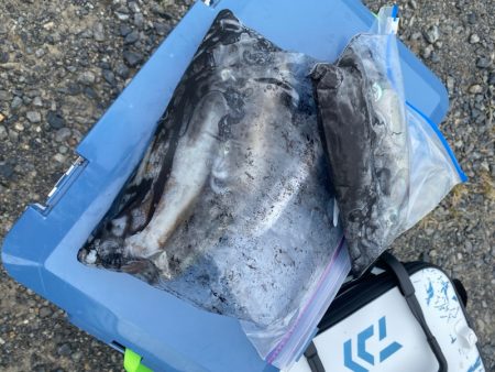 あみや渡船 釣果