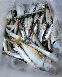 和歌山マリーナシティ釣り公園 釣果