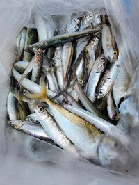 和歌山マリーナシティ釣り公園 釣果