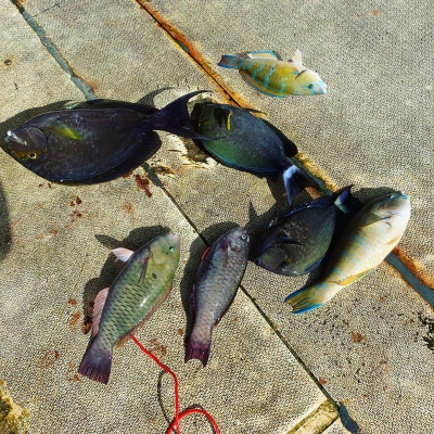 本部釣りイカダ 釣果