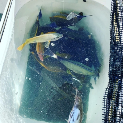 本部釣りイカダ 釣果