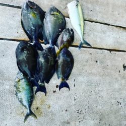 本部釣りイカダ 釣果