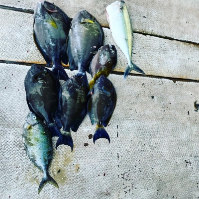 本部釣りイカダ 釣果