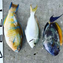 本部釣りイカダ 釣果