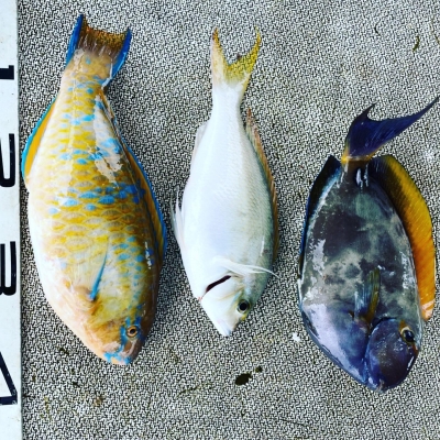 本部釣りイカダ 釣果