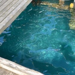 本部釣りイカダ 釣果