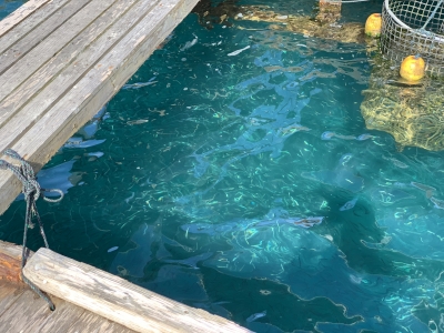 本部釣りイカダ 釣果