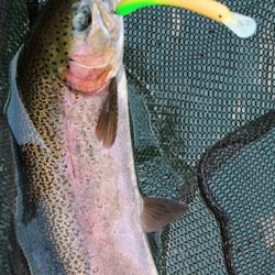 小菅トラウトガーデン 釣果