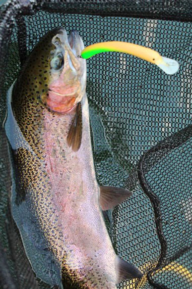 小菅トラウトガーデン 釣果