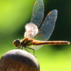 小菅トラウトガーデン 釣果