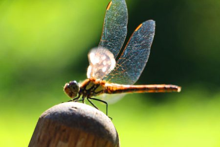 小菅トラウトガーデン 釣果
