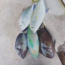 本部釣りイカダ 釣果