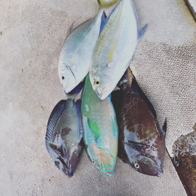 本部釣りイカダ 釣果