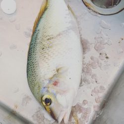 本部釣りイカダ 釣果
