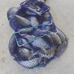 本部釣りイカダ 釣果