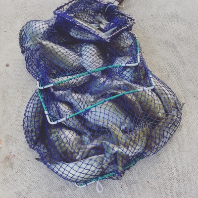 本部釣りイカダ 釣果