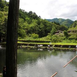 小菅トラウトガーデン 釣果