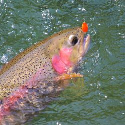 小菅トラウトガーデン 釣果