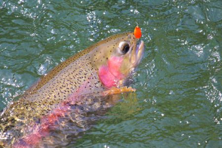 小菅トラウトガーデン 釣果