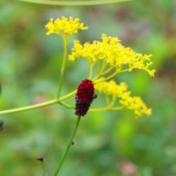小菅トラウトガーデン 釣果