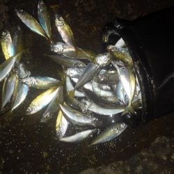 アジ1本狙い!!貴重な動物性たんぱく質!