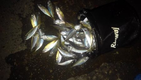 アジ1本狙い!!貴重な動物性たんぱく質!