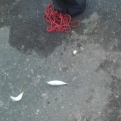 アジ1本狙い!!貴重な動物性たんぱく質!