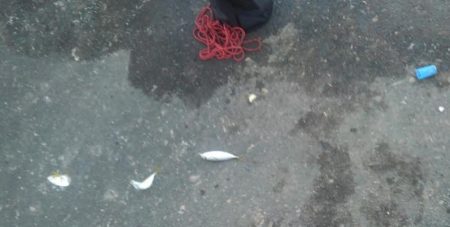 アジ1本狙い!!貴重な動物性たんぱく質!