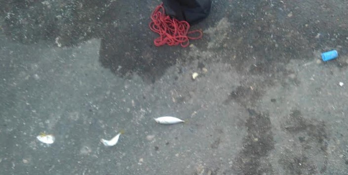 アジ1本狙い！！貴重な動物性たんぱく質！