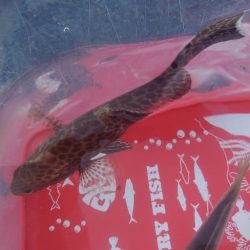 アジ1本狙い!!貴重な動物性たんぱく質!