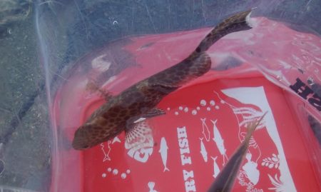 アジ1本狙い!!貴重な動物性たんぱく質!