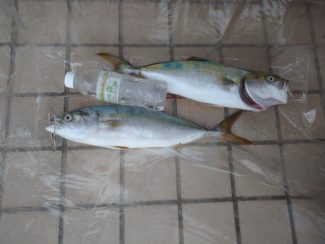 宮川丸 釣果