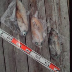 こかわ渡船　雅丸 釣果