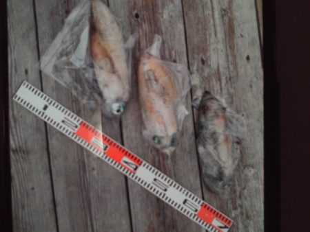 こかわ渡船　雅丸 釣果