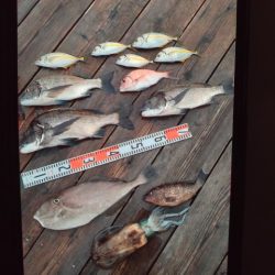 こかわ渡船　雅丸 釣果