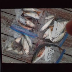 こかわ渡船　雅丸 釣果