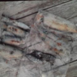 こかわ渡船　雅丸 釣果