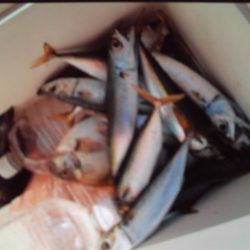 こかわ渡船　雅丸 釣果