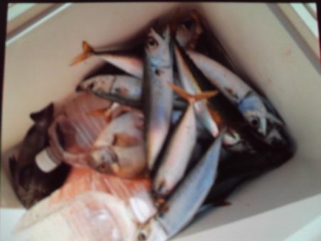 こかわ渡船　雅丸 釣果